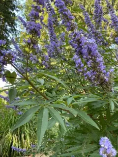 Lilac chaste tree thumbnail 3