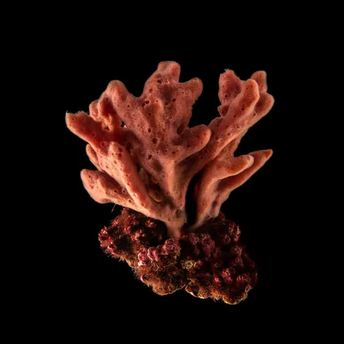 Isodictya palmata