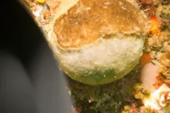 Tennis Ball Sponge thumbnail 3