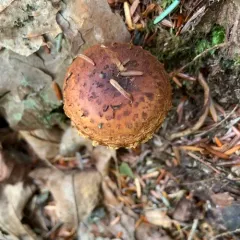 Hemistropharia albocrenulata thumbnail 2