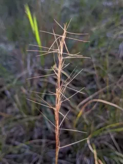 Aristida necopina thumbnail 2