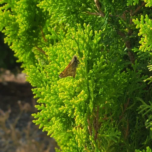 Field Skipper