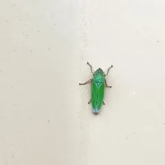 Bog Leafhopper thumbnail 2