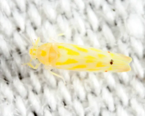 Eratoneura rotunda