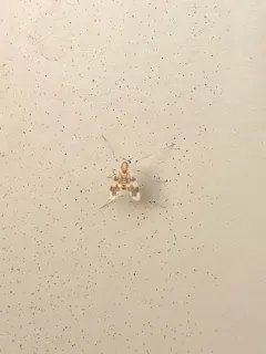 Rheopelopia paramaculipennis thumbnail 2
