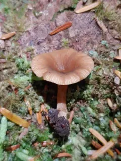 Lactarius occidentalis thumbnail 4