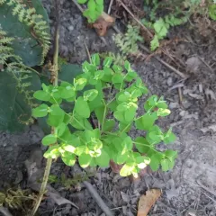 Petty Spurge thumbnail 2