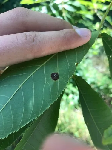 Phylloxera conica