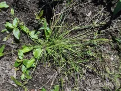 Hall's Bulrush thumbnail 2