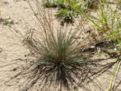 Gray Hairgrass thumbnail 4