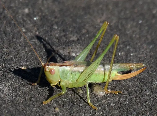 Delicate Meadow Katydid