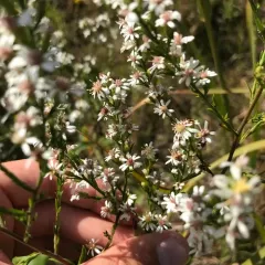 Arrow-leaved Aster thumbnail 4