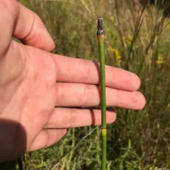 smooth horsetail thumbnail 3
