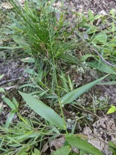 round-fruited rosette-panicgrass thumbnail 3