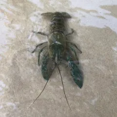 Virile Crayfish thumbnail 4