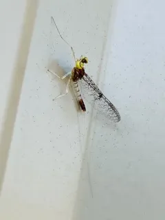 Leucrocuta maculipennis thumbnail 2