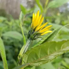 Jerusalem artichoke thumbnail 3
