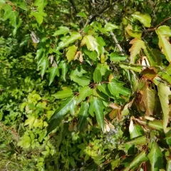 Amur Maple thumbnail 3