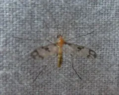 Macrocera formosa thumbnail 3