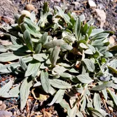 Silverleaf phacelia thumbnail 3