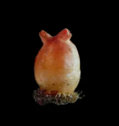 Sea Peach thumbnail 2