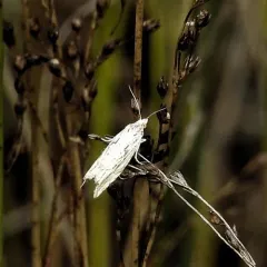 Eucosma montanana thumbnail 4