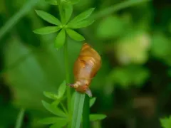 Leucochloridium variae thumbnail 3