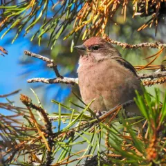 Cassin's Finch thumbnail 2