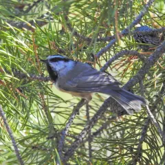Mountain Chickadee thumbnail 3
