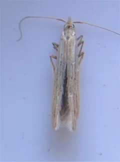 Streaked Coleophora Moth thumbnail 3