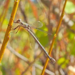 California Spreadwing thumbnail 2