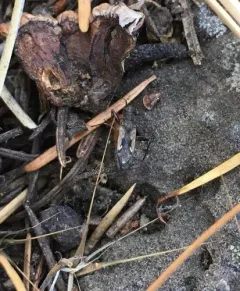 Ligyrocoris latimarginatus thumbnail 1