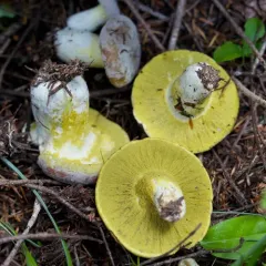 Yellow-green Russula Mold thumbnail 2
