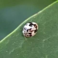 Western Fairy Lady Beetle thumbnail 1