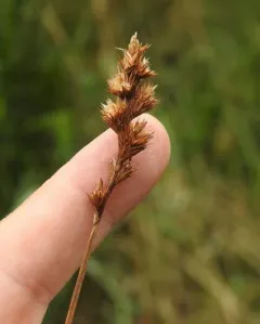 blunt broom sedge thumbnail 2