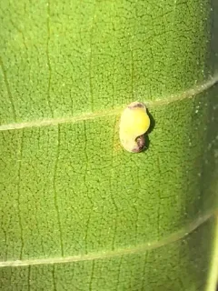 Caryomyia recurvata thumbnail 2