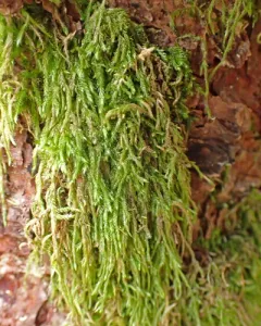lesser plait moss thumbnail 1