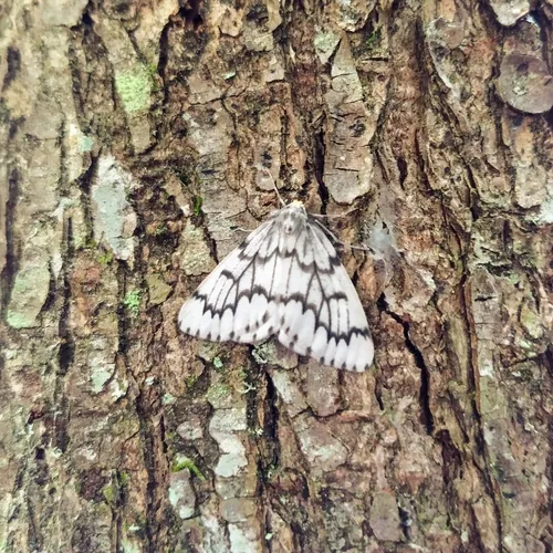 Phantom Hemlock Looper