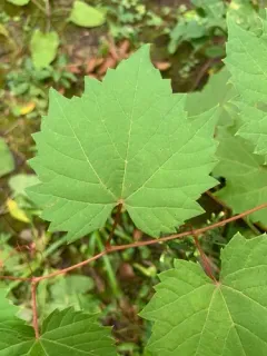 frost grape thumbnail 2