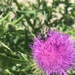 Unarmed Leafcutter Bee thumbnail 3