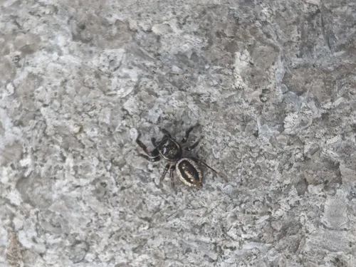Pelegrina exigua