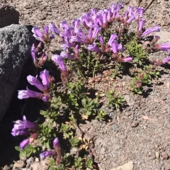 Davidson's Penstemon thumbnail 3