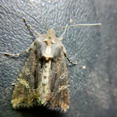 Kidney-spotted Rustic Moth thumbnail 1