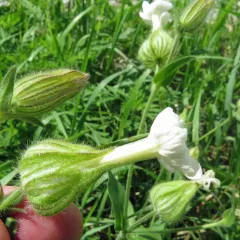 white campion thumbnail 4
