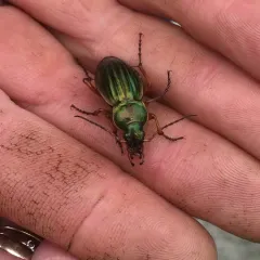 Golden Ground Beetle thumbnail 1