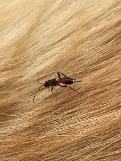 Agrothereutes abbreviatus thumbnail 2