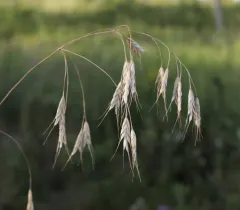Rye Brome thumbnail 1