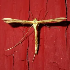 Carolina Plume Moth thumbnail 2