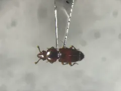 Pycnotomina cavicolle thumbnail 2