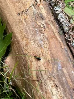 Platynus hypolithos thumbnail 2
